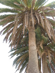 27879 Palm trees at Betancuria.jpg